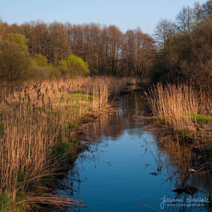 041_Biebrza - kwiecien 2010.jpg